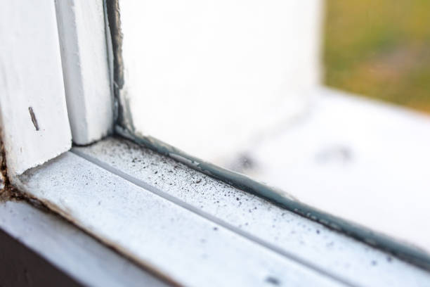 Best Mold Documentation for Insurance Claims  in Saunders Lake, OR