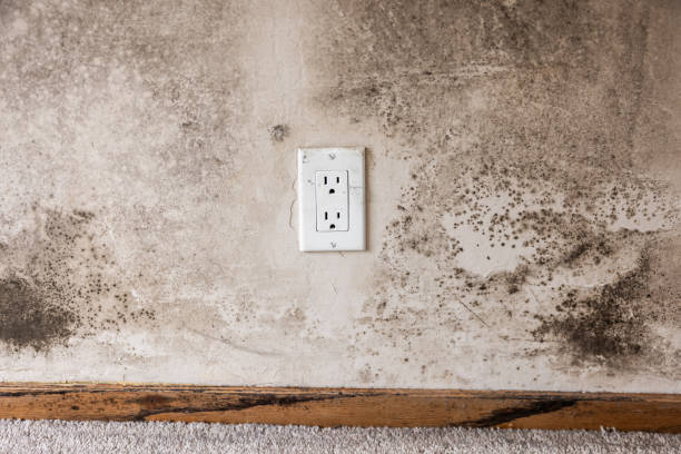 Best Asbestos and Lead Testing During Mold Inspection  in Saunders Lake, OR
