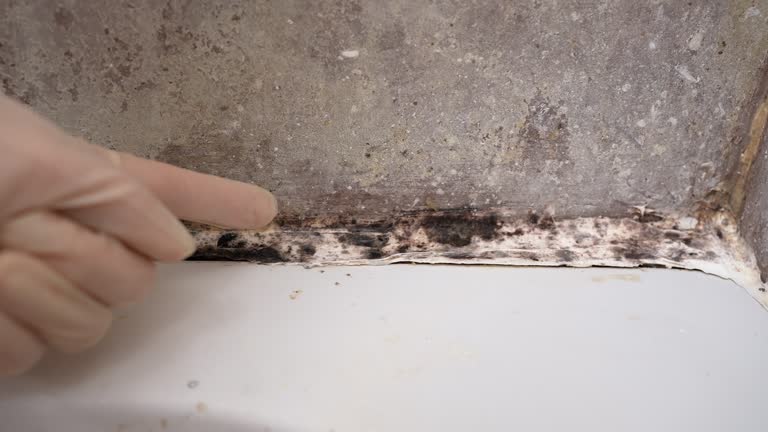 Best Emergency Mold Remediation  in Saunders Lake, OR
